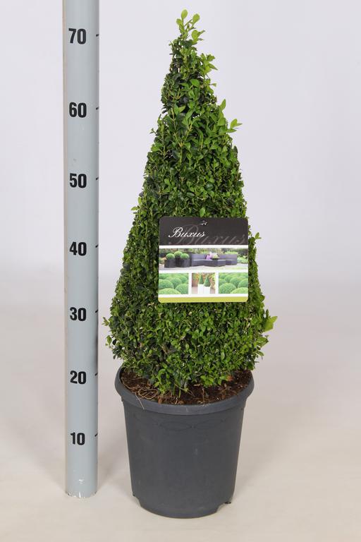 Picture of Buxus sempervirens P26 (7.5 Ltr) 60/70-PYR