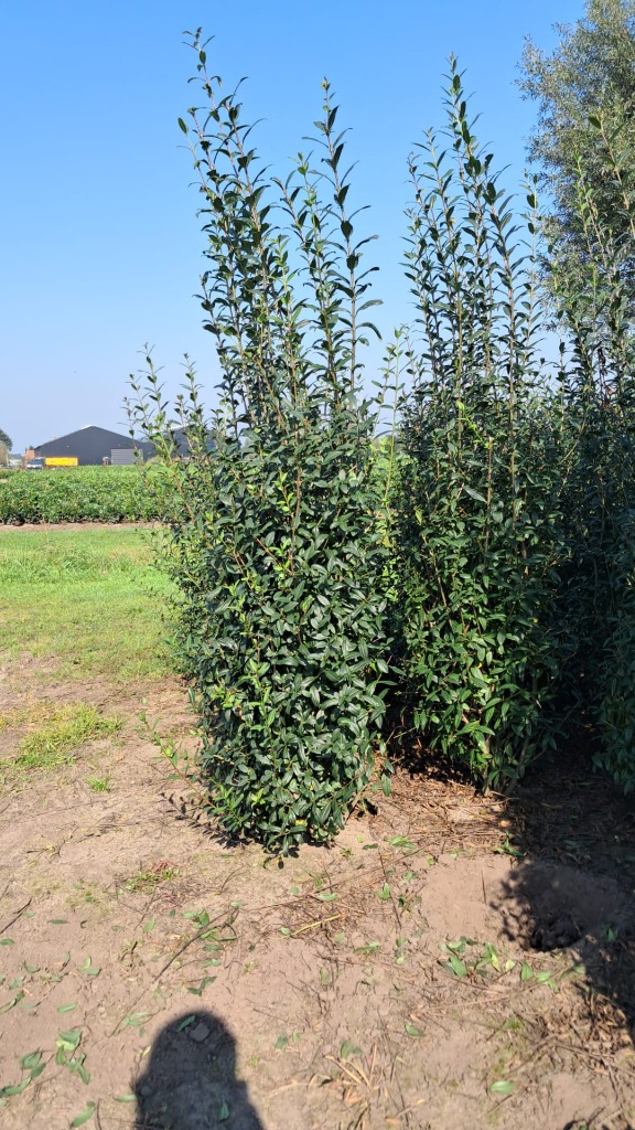 Picture of Ligustrum vulg. Atrovirens ROOTBALL 200/225cm