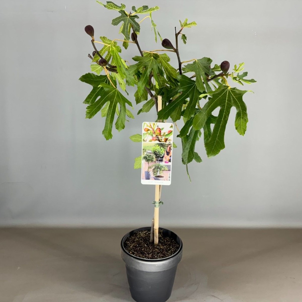 Ficus car. Little Miss Figgy