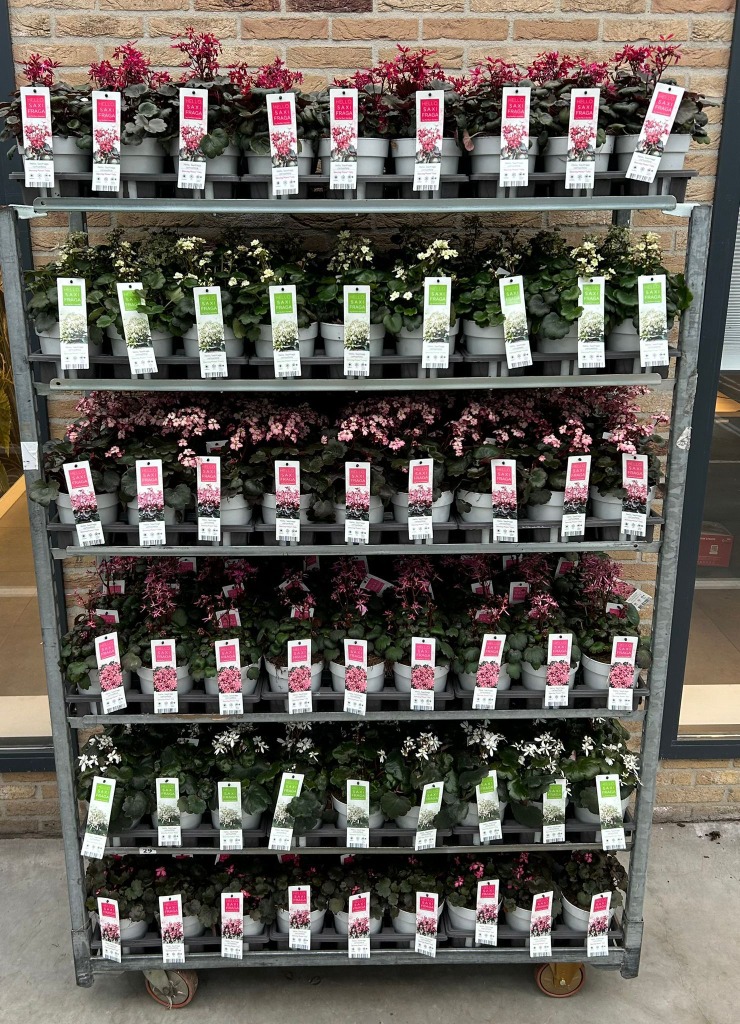 Picture of Trolley Deal Sep 2025 Saxifraga Dancing Pixies in 6 varieties P14