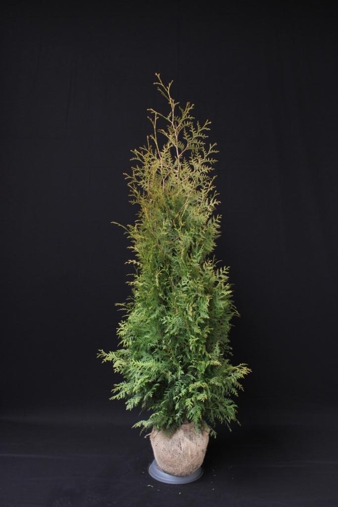 Picture of Thuja occ. Brabant ROOTBALL 150/175CM