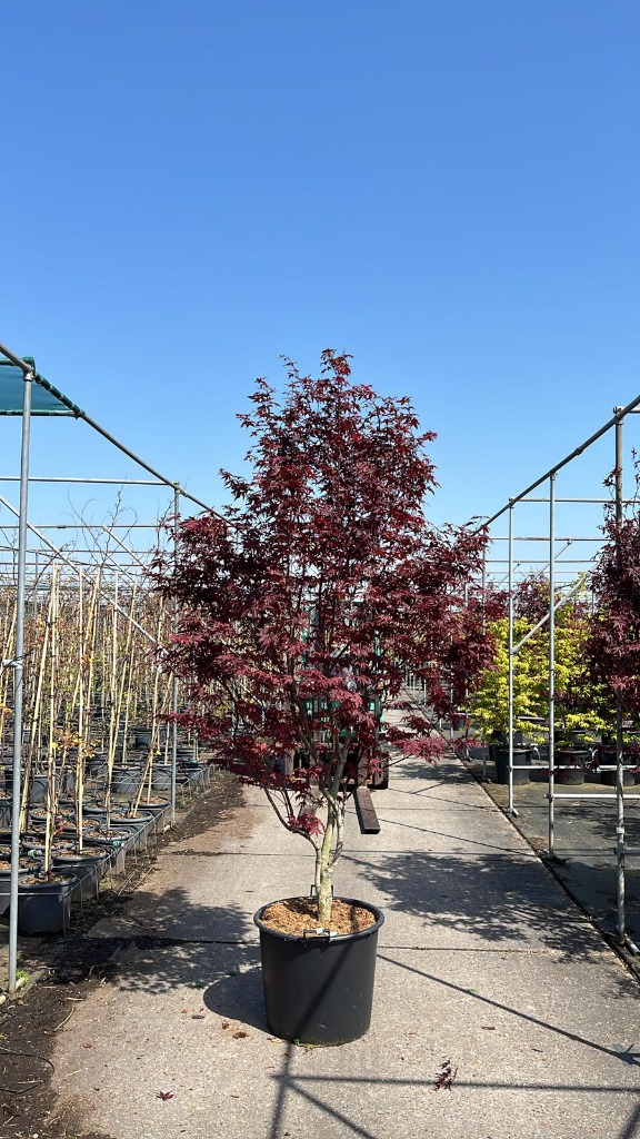 Picture of Acer pal. Bloodgood C90 175/200