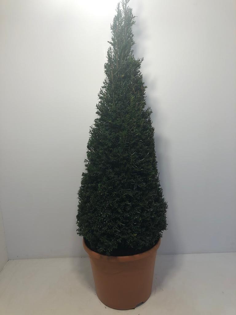 Picture of Taxus Baccata P36 (20 Ltr) PYRAMID-100/125