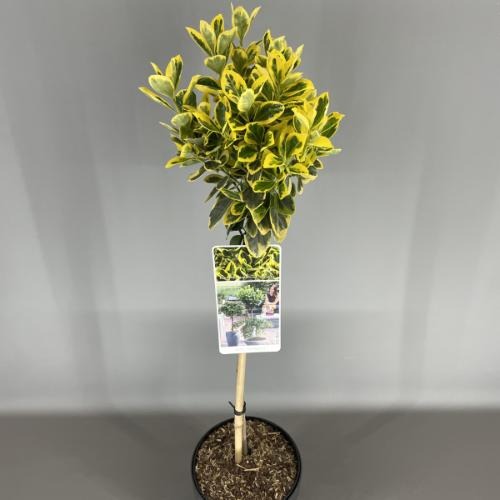 Picture of Euonymus jap. Marieke P19 (3 Ltr) 50/STD