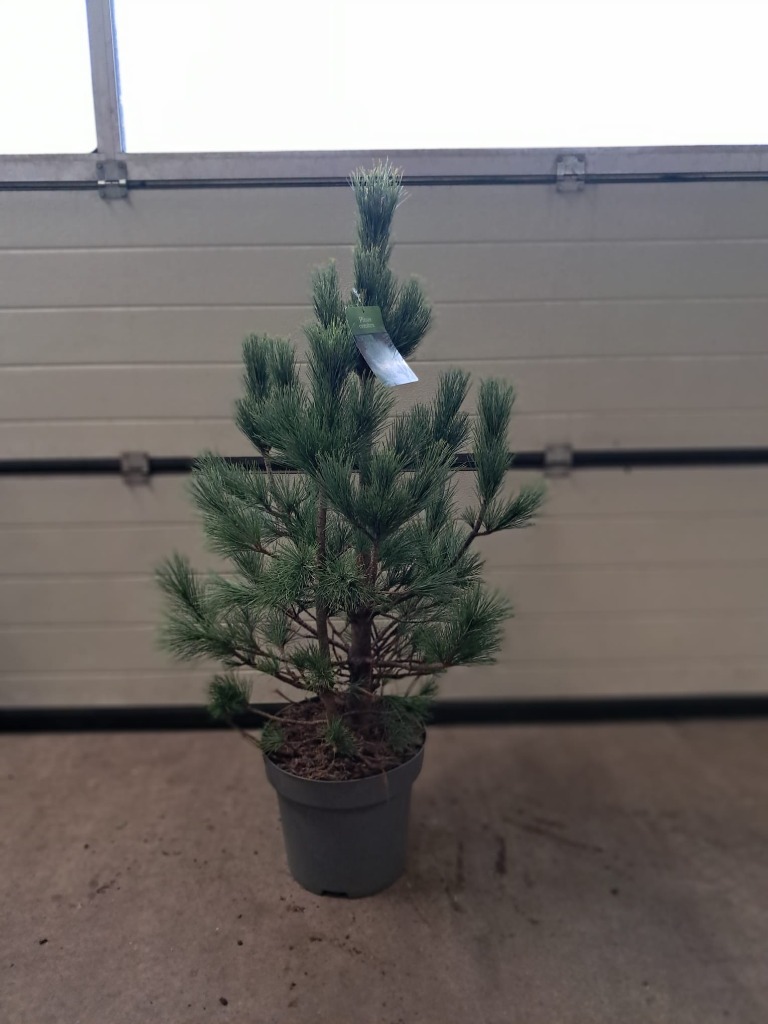 Picture of Pinus cembra P32 (15 Ltr) 80/90cm