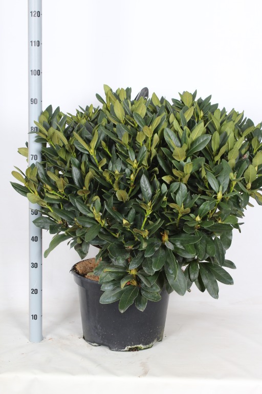 Picture of Rhododendron hybride in varieties P38-(25-LTR) 90/CM- BUDDED