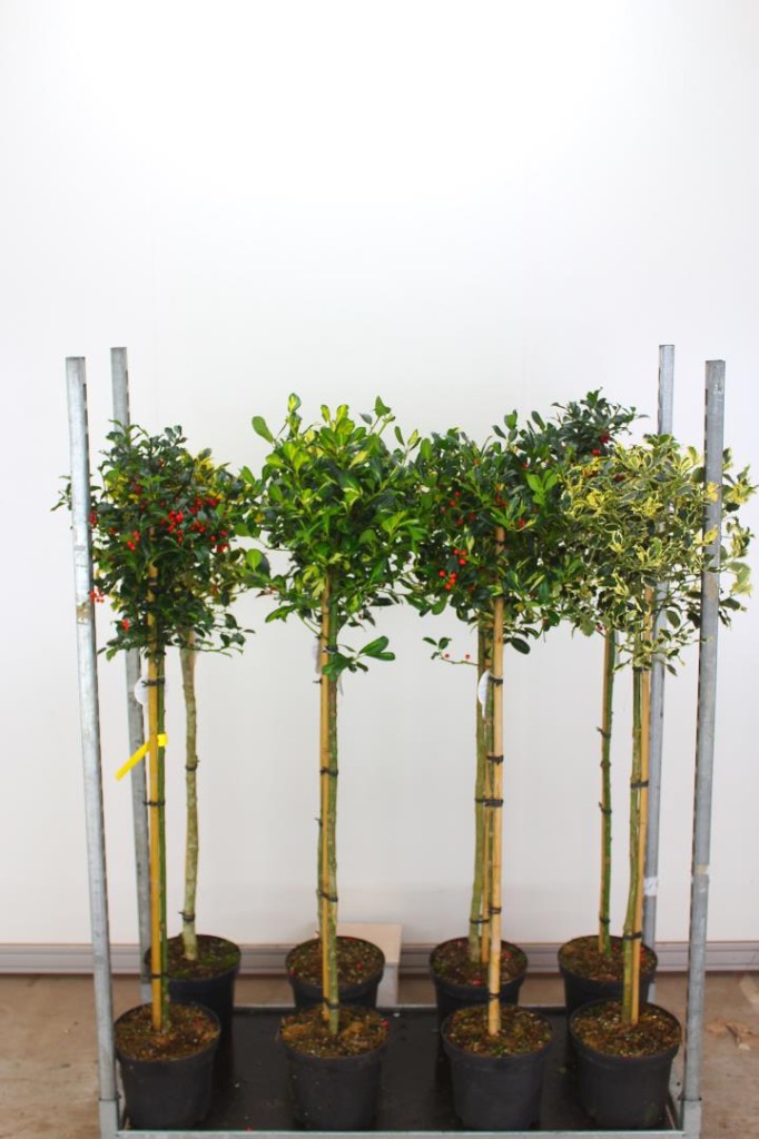 Picture of Ilex in varieties P26 (7.5 Ltr) 90/STD-40/CM-HEAD