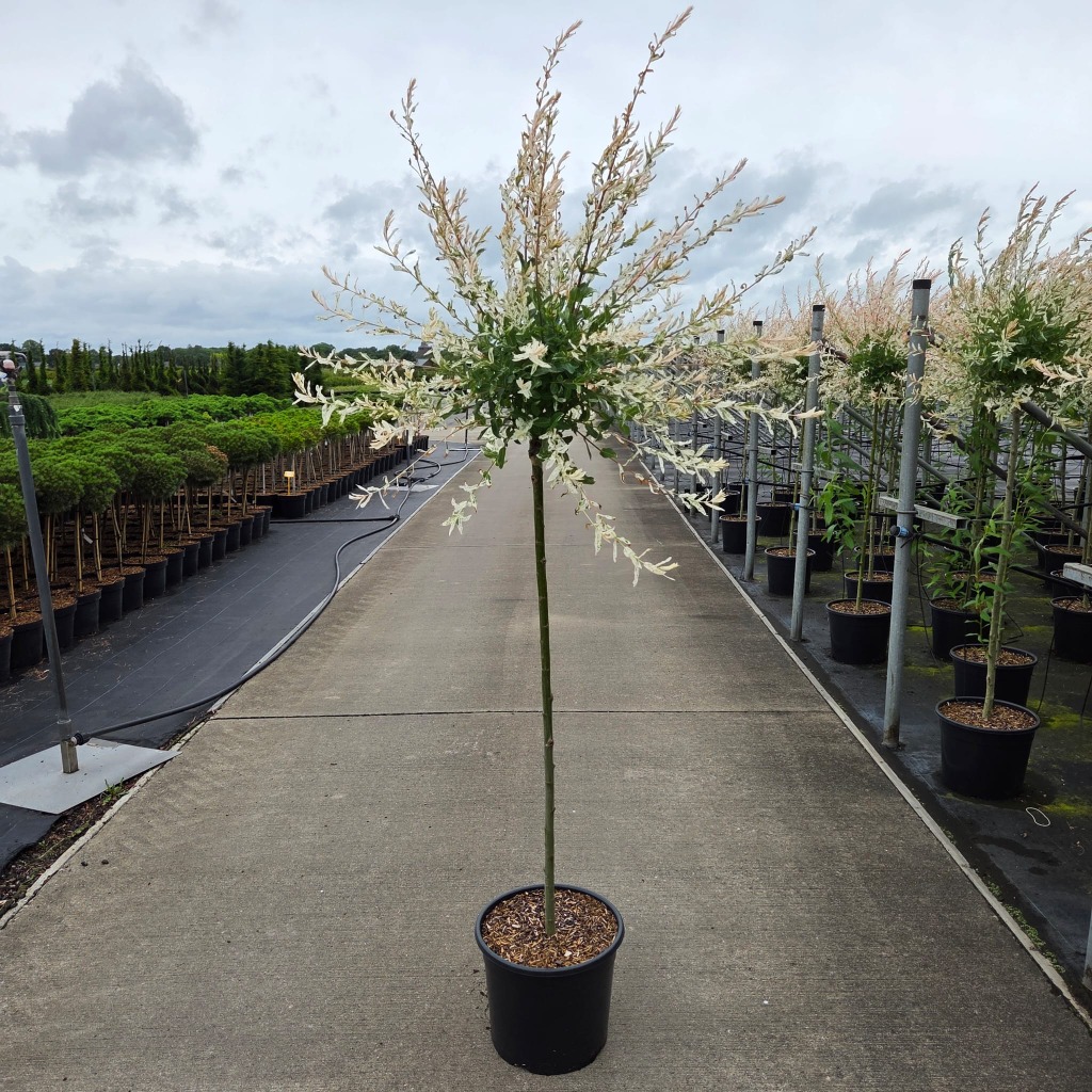 Salix int. Hakuro-nishiki