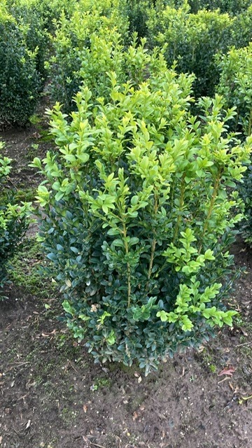 Picture of Buxus Sempervirens ROOTBALL 55/60CM