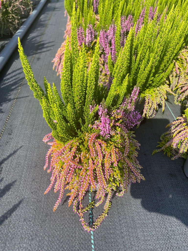 Picture of Trolley Deal 2024 Calluna Beauty Bell in varieties P10,5 S9