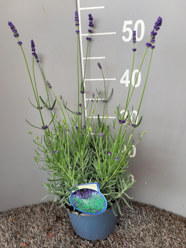 Picture of Lavandula ang. Hidcote P17 (2 Ltr)