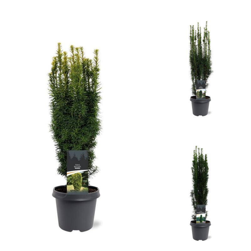 Picture of Trolley Deal 2024 Taxus baccata in 3 varieties P23 (5 Ltr) F.O. (182)