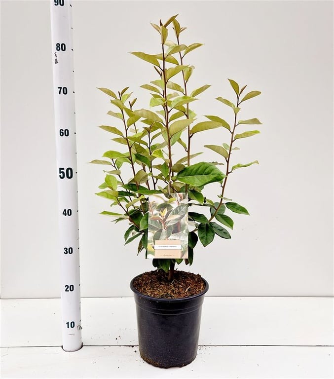 Picture of Elaeagnus ebbingei P21 (4 Ltr) 50/60CM