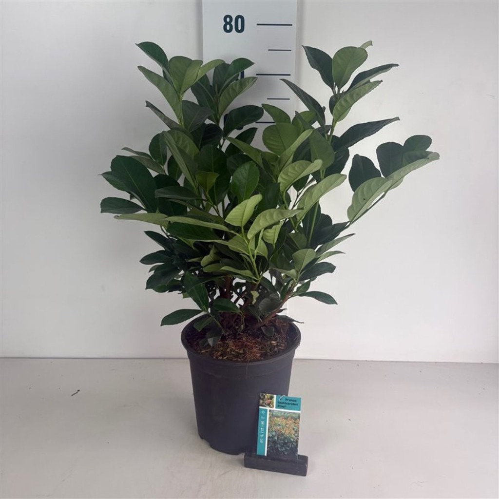 Picture of Prunus l. Etna P25 ( 6.5 Ltr) 50/60