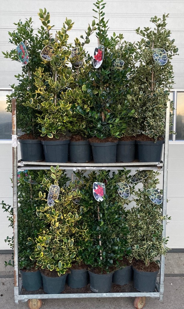 Picture of Ilex in 4 varieties P26 (7.5 Ltr) 60-80 fresh potted