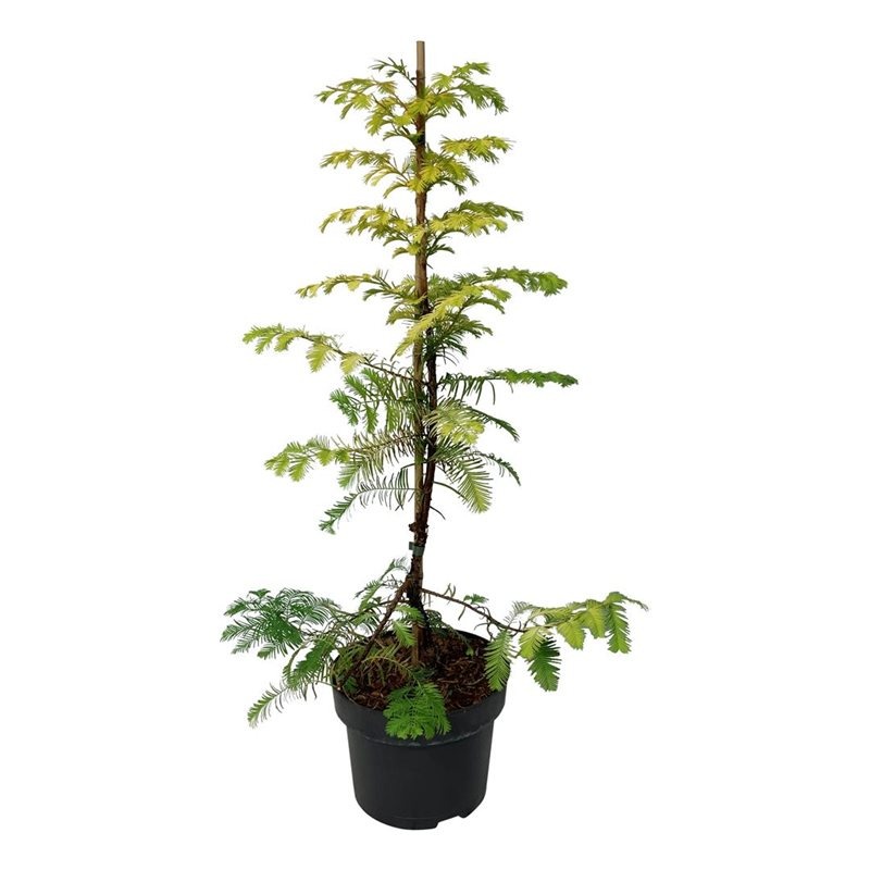 Picture of Metasequoia gl. Amber Glow P23 (5 Ltr)