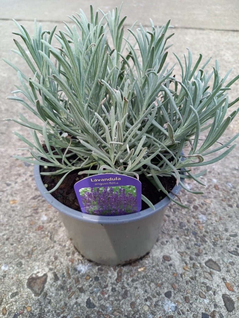 Picture of Lavandula angustifolia P17 (2 Ltr)