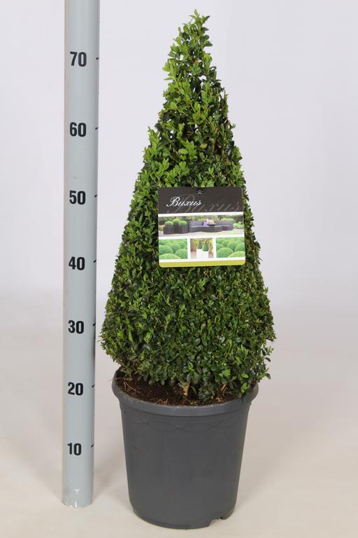 Picture of Buxus sempervirens P23 (5 Ltr) 50/60-PYR