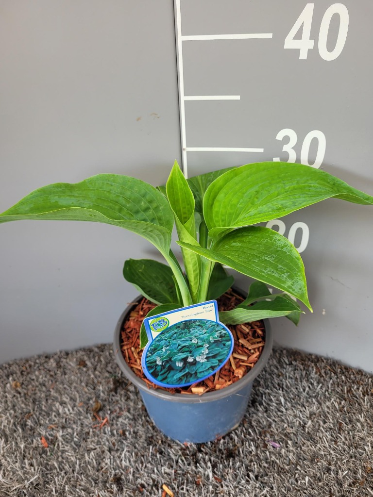 Picture of Hosta Bressingham Blue P17 (2 Ltr)