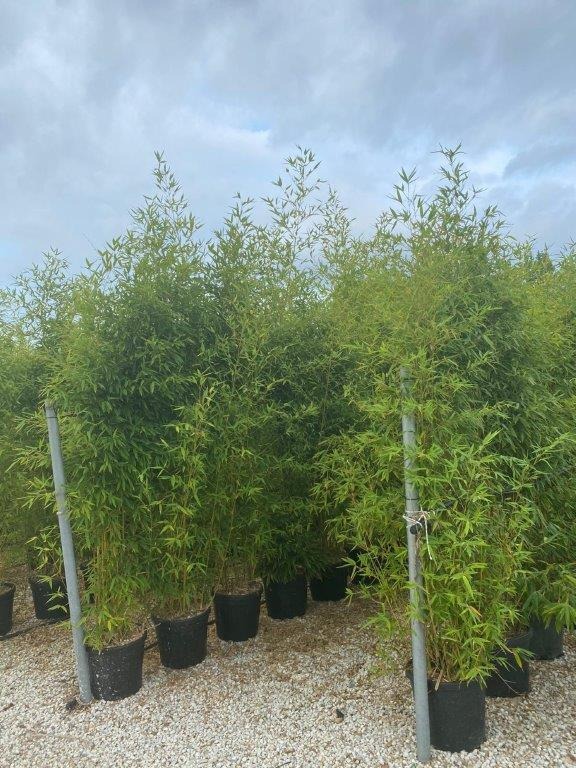 Picture of Phyllostachys aurea C30 250/300