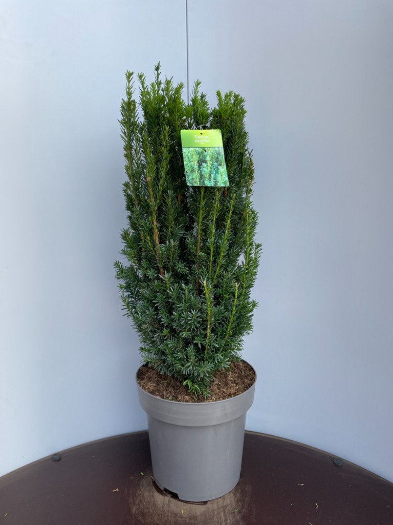 Picture of Taxus media Hillii P32 (15 Ltr) 70-80CM