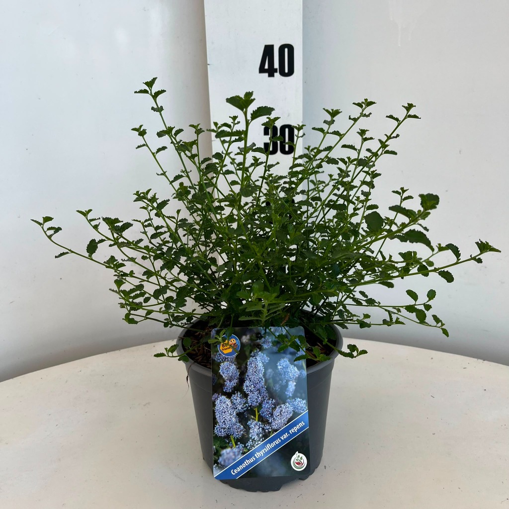 Ceanothus thyr. repens