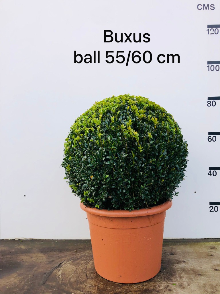 Buxus sempervirens
