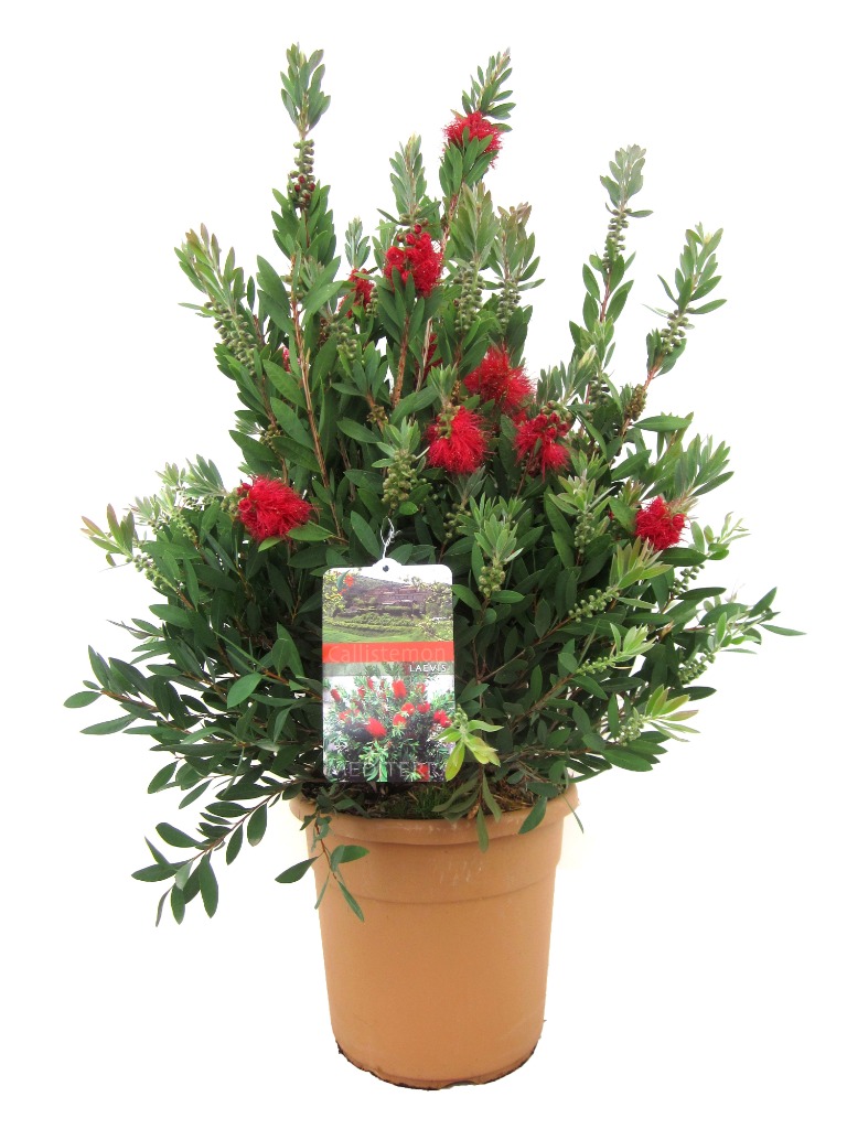 Picture of TD179 Bottlebrush/Callistemon in shapes and sizes WK16 SC25