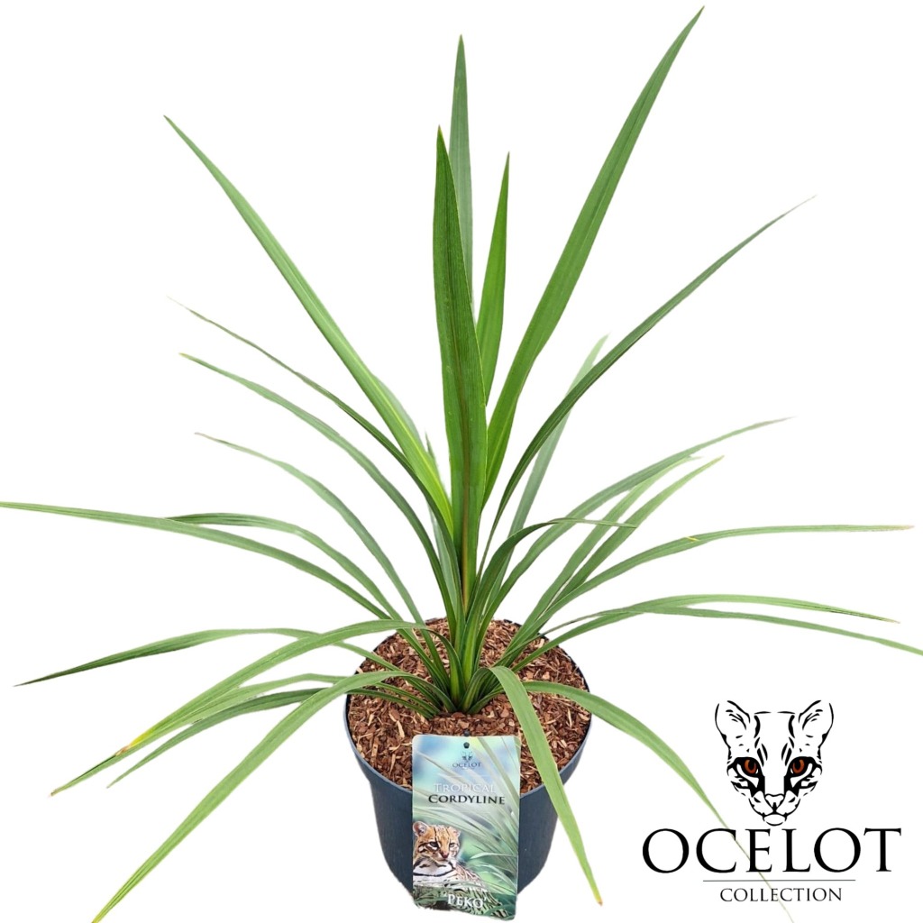 Picture of Cordyline australis Peko P26 (7.5 Ltr)