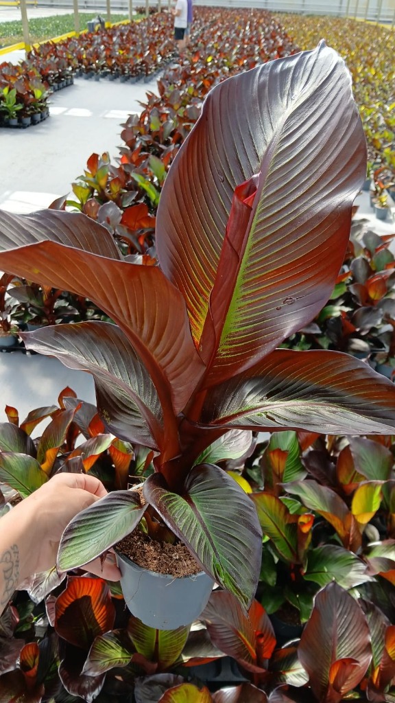 Picture of Trolley Deal 2025 Ensete Maurelli Red Banana P14