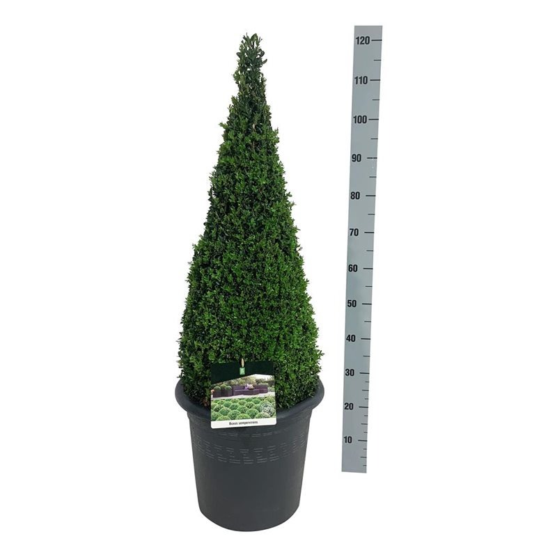 Picture of Buxus sempervirens P30 (12 Ltr) PYRAMIDE-80/90