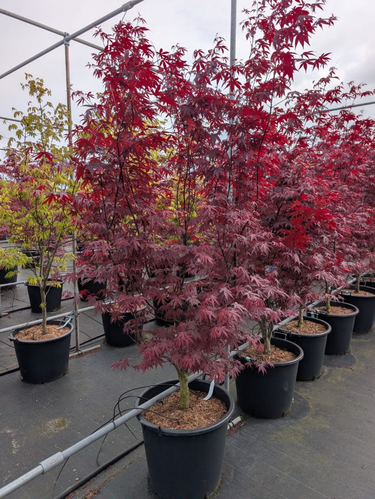 Acer pal. Red Emperor
