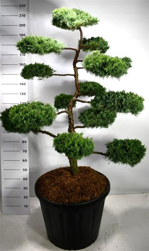 Picture of Juniperus med. Hill's Blue P65