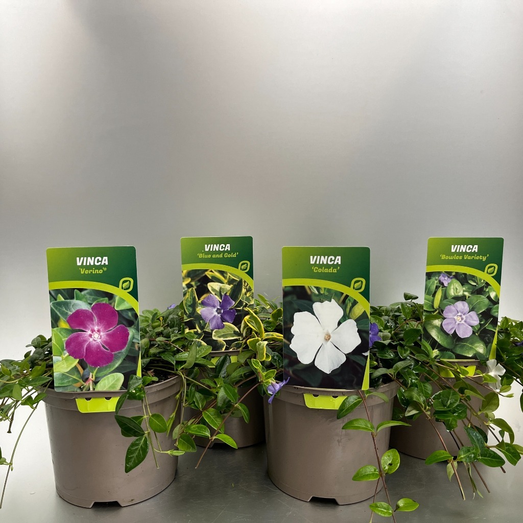 Picture of Trolley Deal 2024 Vinca in varieties P17 (2 Ltr) F.O. (080)