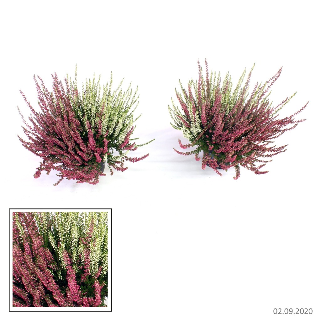 Billede af Calluna vulg Beauty Ladies Sisters/Twin KW32-KW40 P13