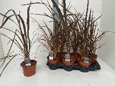 Picture of Phormium Bronze Baby P15