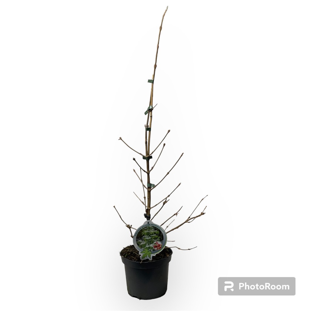 Picture of Viburnum plic. Kilimandjaro P19 (3 Ltr) 50/60CM