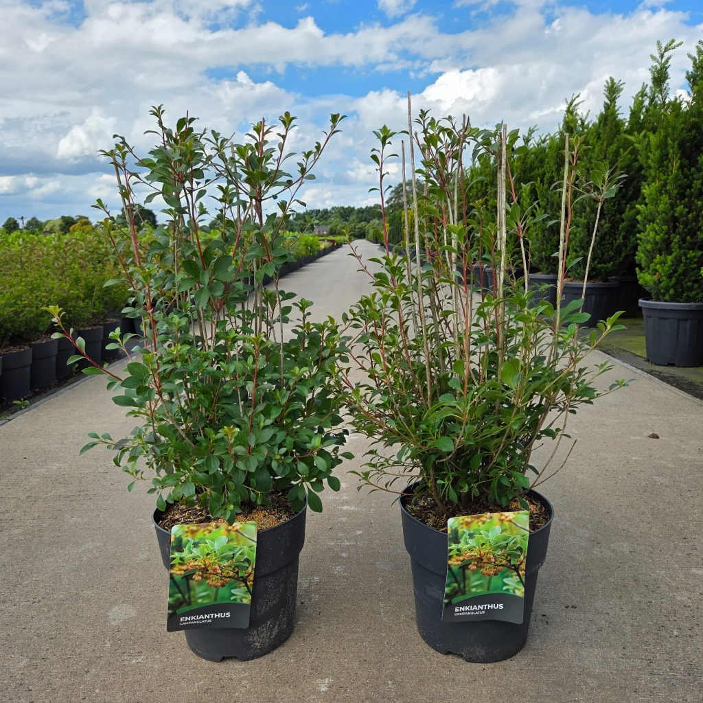 Enkianthus campanulatus