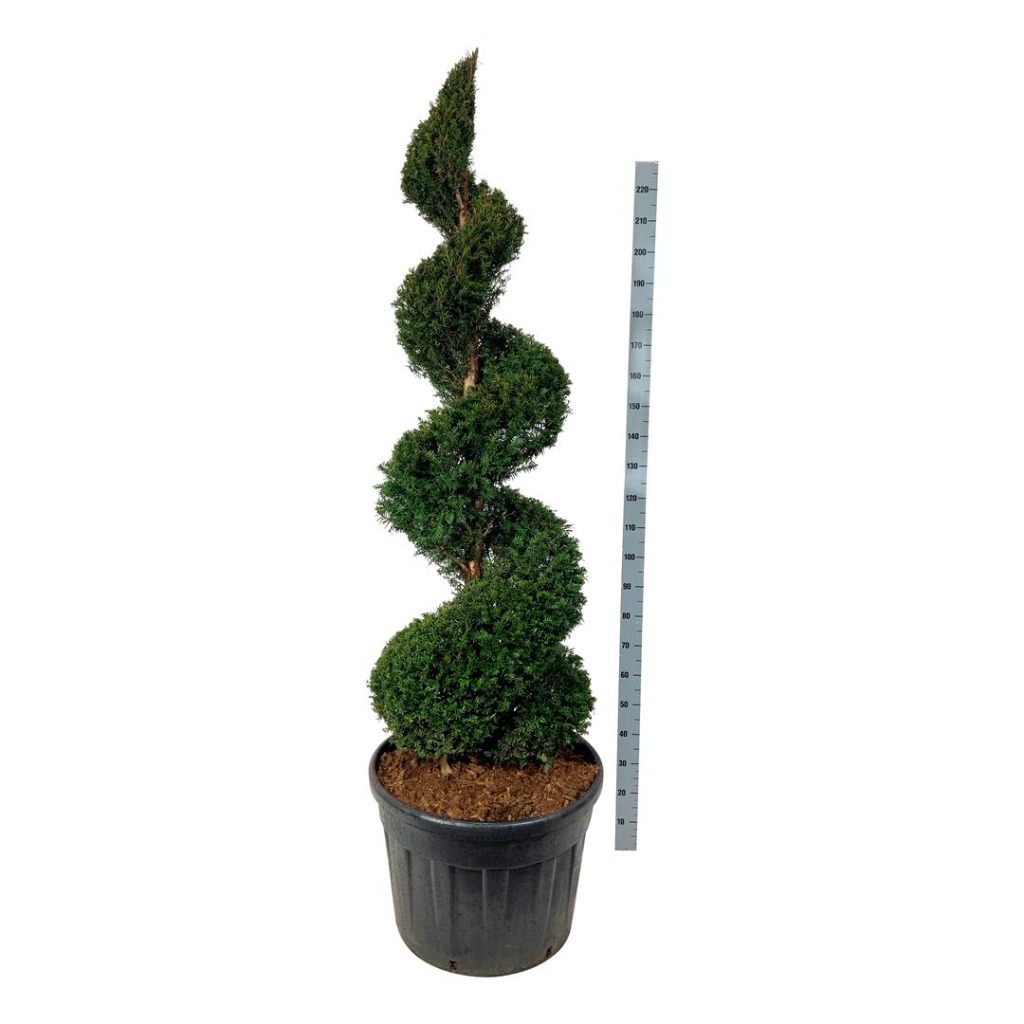 Picture of Taxus baccata P70 SPIRAL 175/200