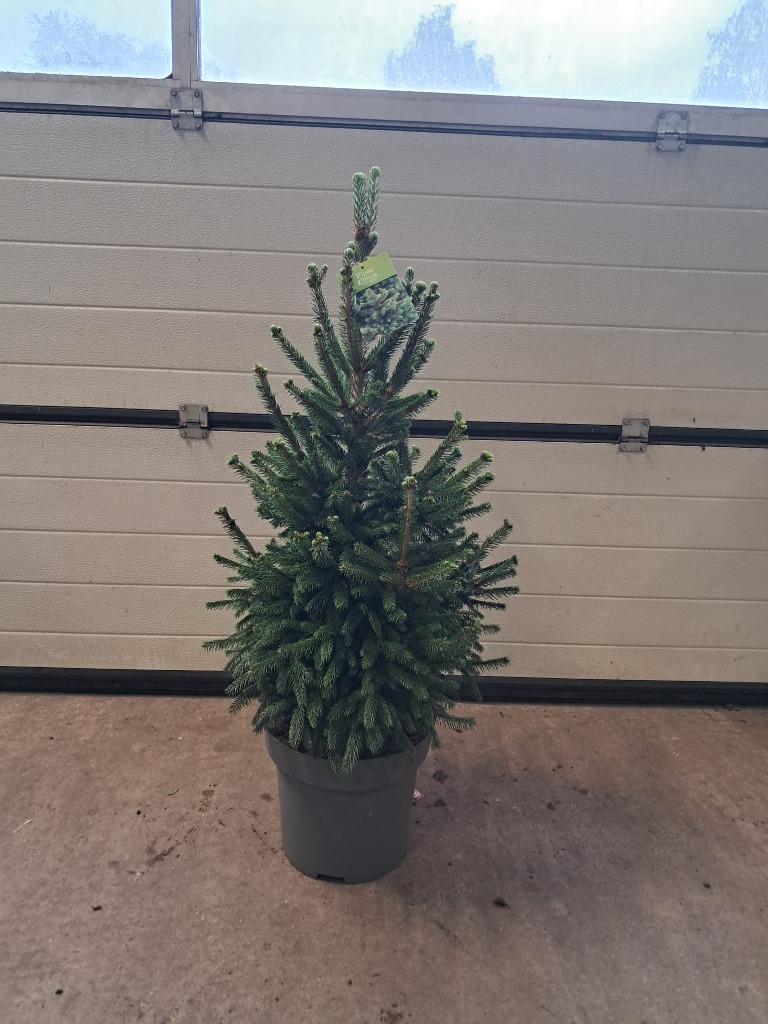 Picture of Picea abies Will's Zwerg P32 (15 Ltr) 80/90cm