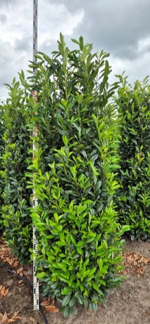 Image de Prunus laur. Elly EXTRA ROOTBALL 200/225cm