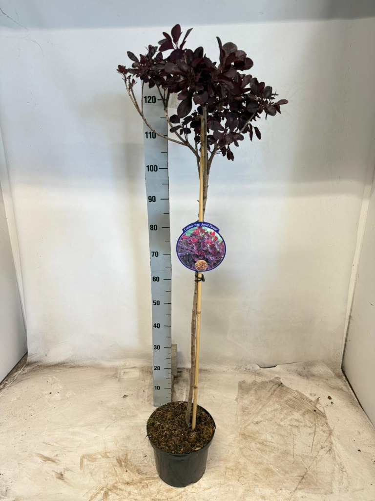 Cotinus cogg. Royal Purple