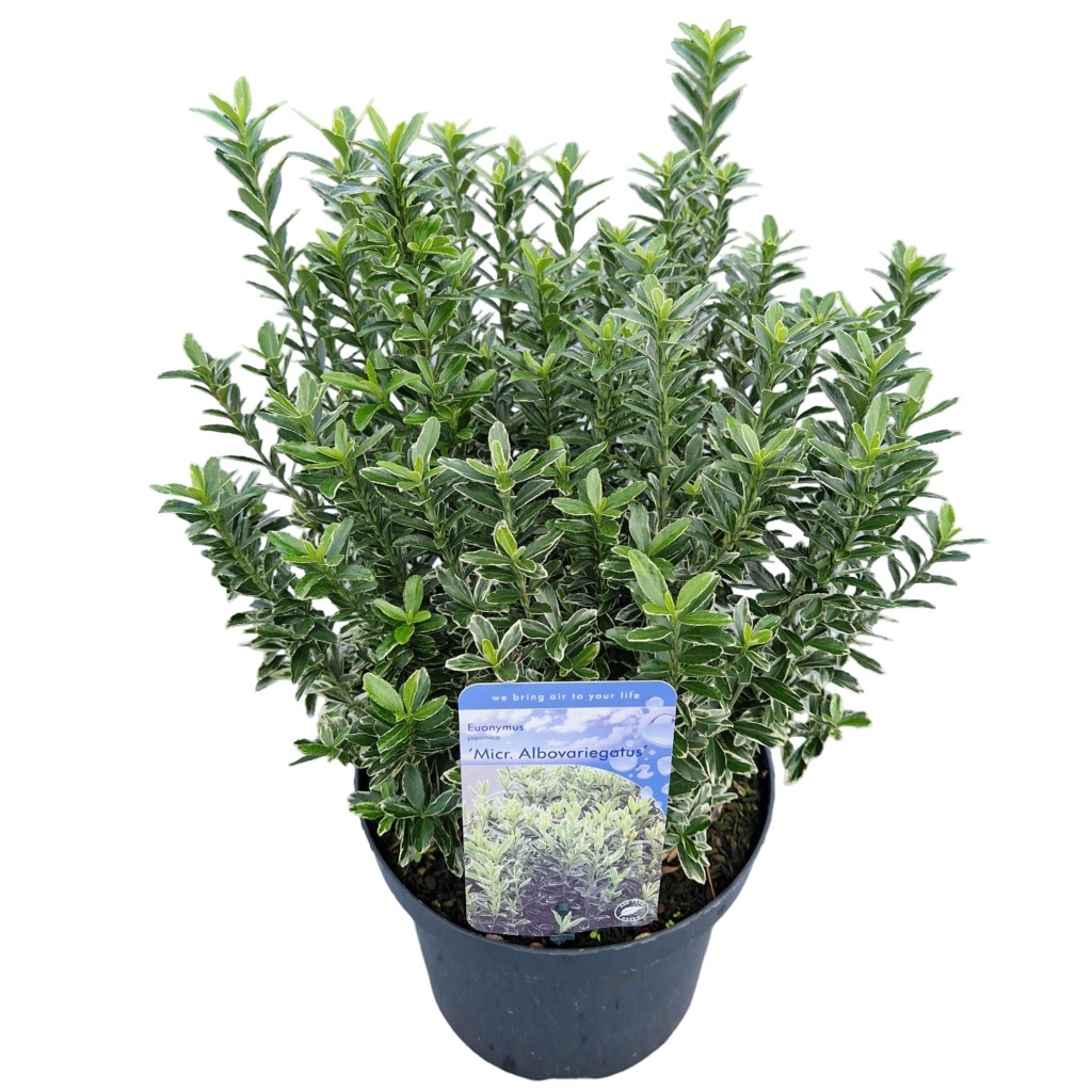 Picture of Euonymus jap. micr. Albovariegatus P26 (7.5 Ltr)