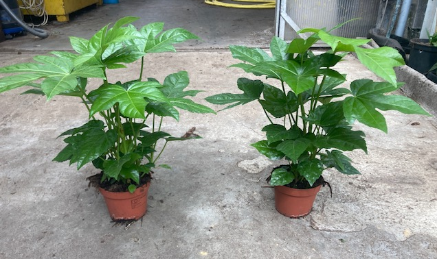 Fatsia japonica
