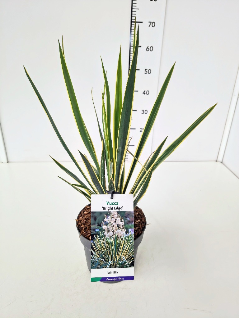 Billede af Yucca filamentosa Bright Edge P23 (5 Ltr) 40-60CM