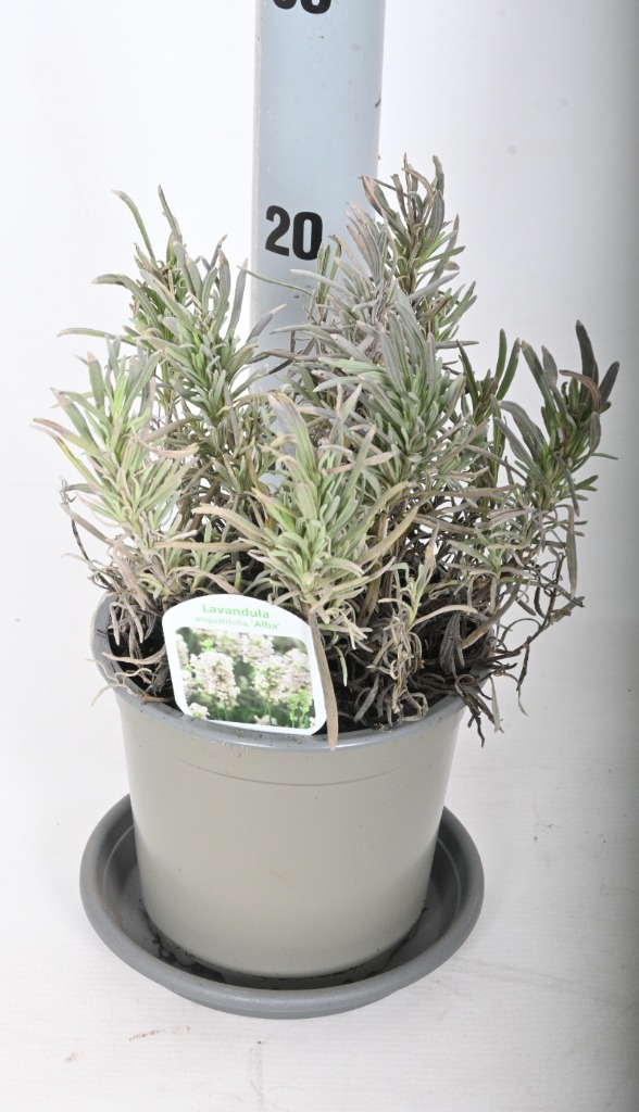 Picture of Lavandula ang. Alba P14 INCL-LABEL