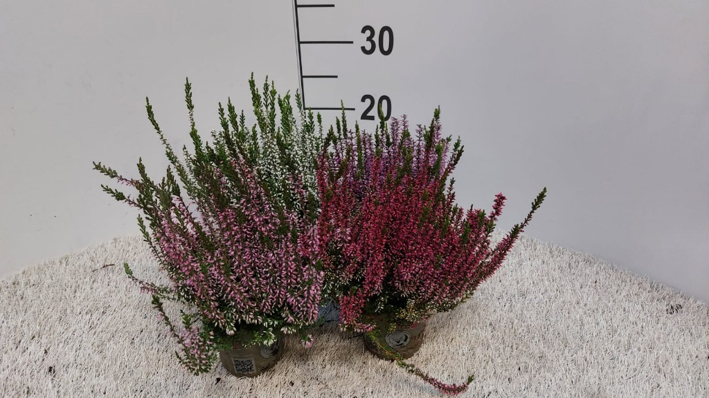 Picture of Calluna Garden Girls in varieties P9.5 15-CM