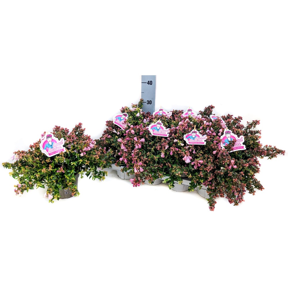 Image de Abelia grandiflora Lynn Pinky Bells P13