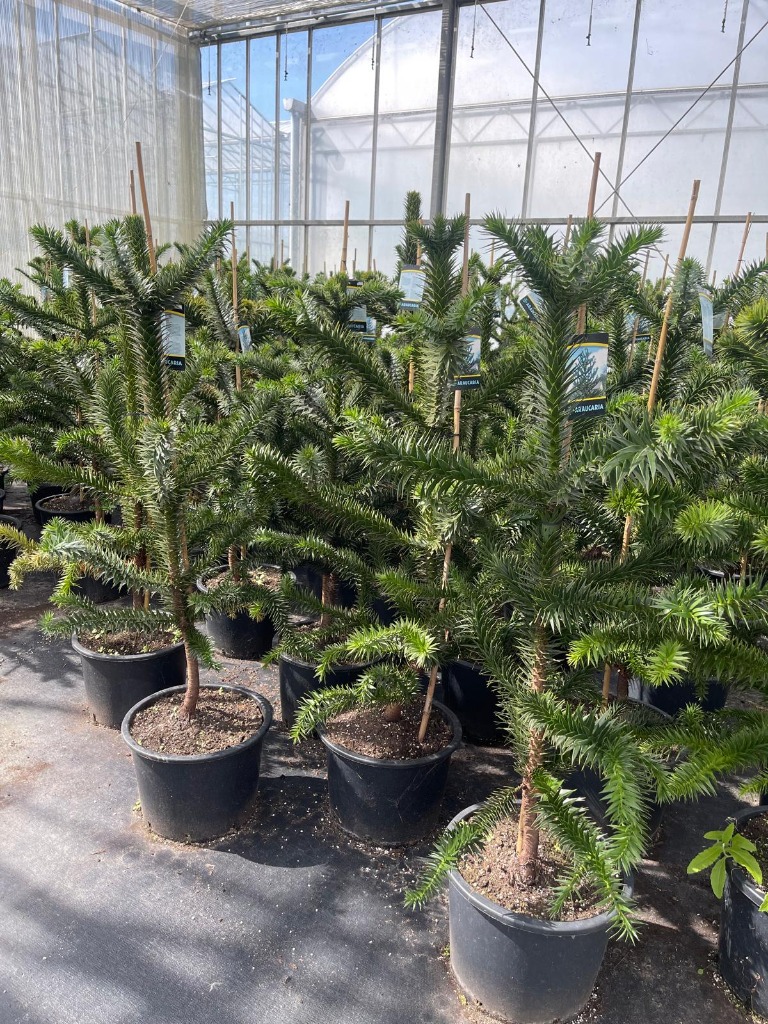 Picture of Araucaria araucana P36 (20 Ltr) 100/125