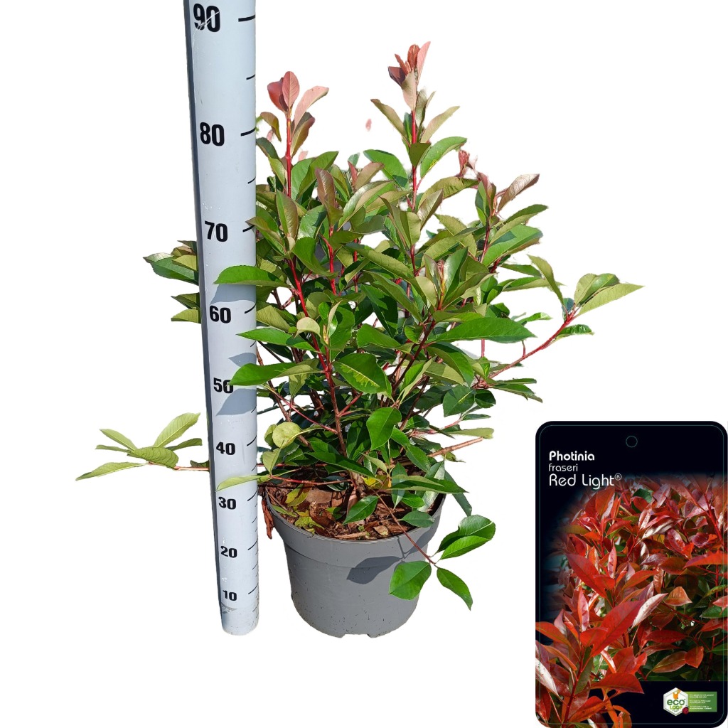 Picture of Photinia fras. Red Light P29 (10 Ltr)